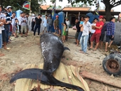 Cá voi khổng lồ dạt vào bờ biển Khánh Hòa