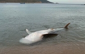 Lai thêm một xác cá voi trôi dạt vào bờ biển Vạn Ninh