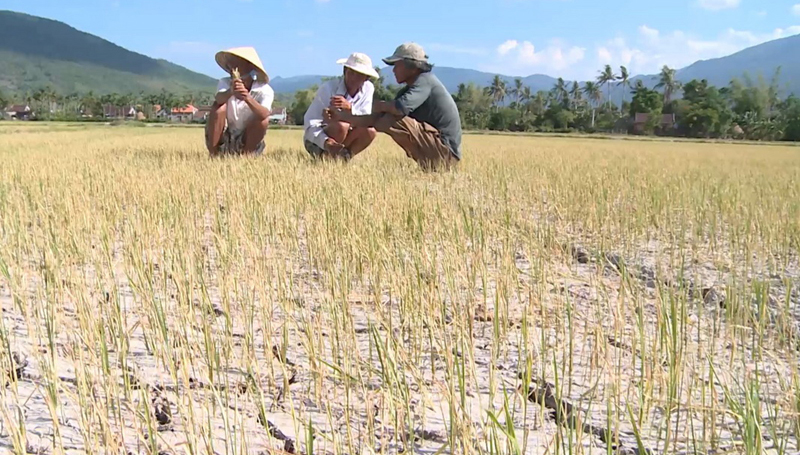 Hạn hán khốc liệt, Phú Yên đề xuất chở nước cấp cho gần 20 ngàn dân