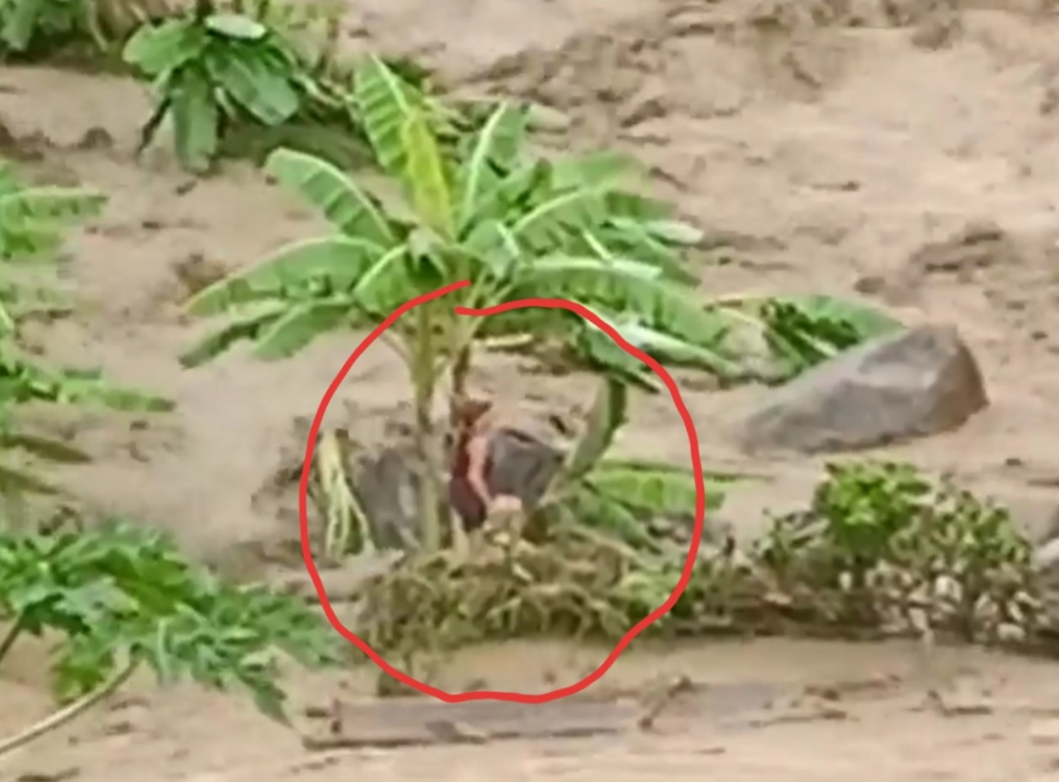 Hãi hùng cảnh tượng người phụ nữ đứng giữa dòng lũ quét ở Thanh Hóa