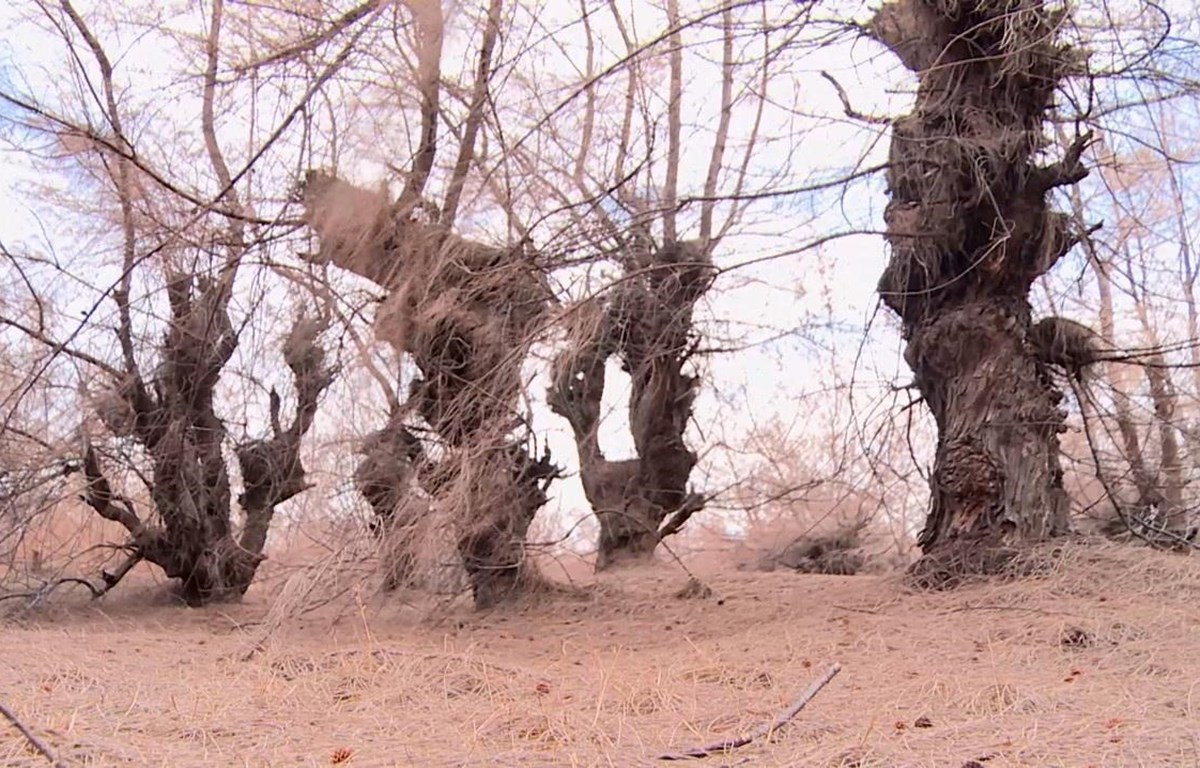 Khô hạn khốc liệt, hàng ngàn héc ta cây trồng tại Phú Yên mất trắng