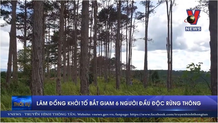 Lâm Đồng khởi tố bắt giam 6 người đầu độc rừng thông