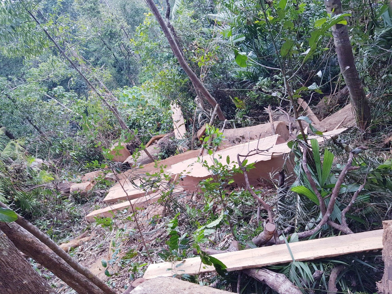 Chùm ảnh hiện trường vụ  Lâm tặc thuê Thôn trưởng vào rừng khai thác gỗ lậu cực khủng