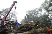 Cây gỗ sưa trăm tỷ ở Hà Nội sẽ được đấu giá