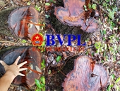 Xót xa cảnh hàng trăm cây rừng bị đốn hạ trơ gốc ở Quảng Trị