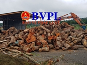 Kiểm lâm đau đầu vì nhà máy gỗ dăm ngay vùng lõi rừng bị phá