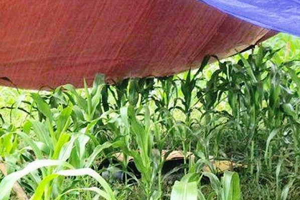 Đã tìm ra nguyên nhân người phụ nữ tử vong giữa cánh đồng ngô