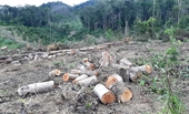 Lại phát hiện phá rừng quy mô lớn tại Lâm Đồng