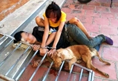 Triệt xóa đường dây trộm chó lớn nhất lớn nhất xứ Thanh