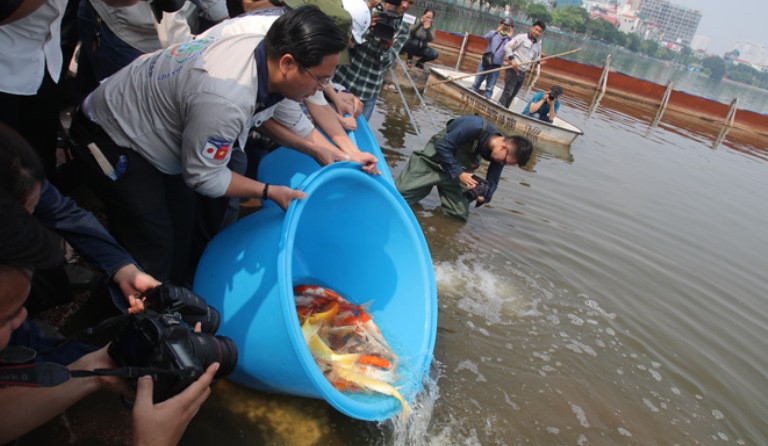 Thả cá Koi Nhật Bản xuống sông Tô Lịch và Hồ Tây để minh chứng chất lượng nước