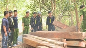 Vụ lâm tặc thuê Thôn trưởng vào rừng khai thác gỗ lậu Bắt tạm giam 4 đối tượng