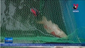 Cá Koi Nhật chết nổi trên mặt nước sông Tô Lịch