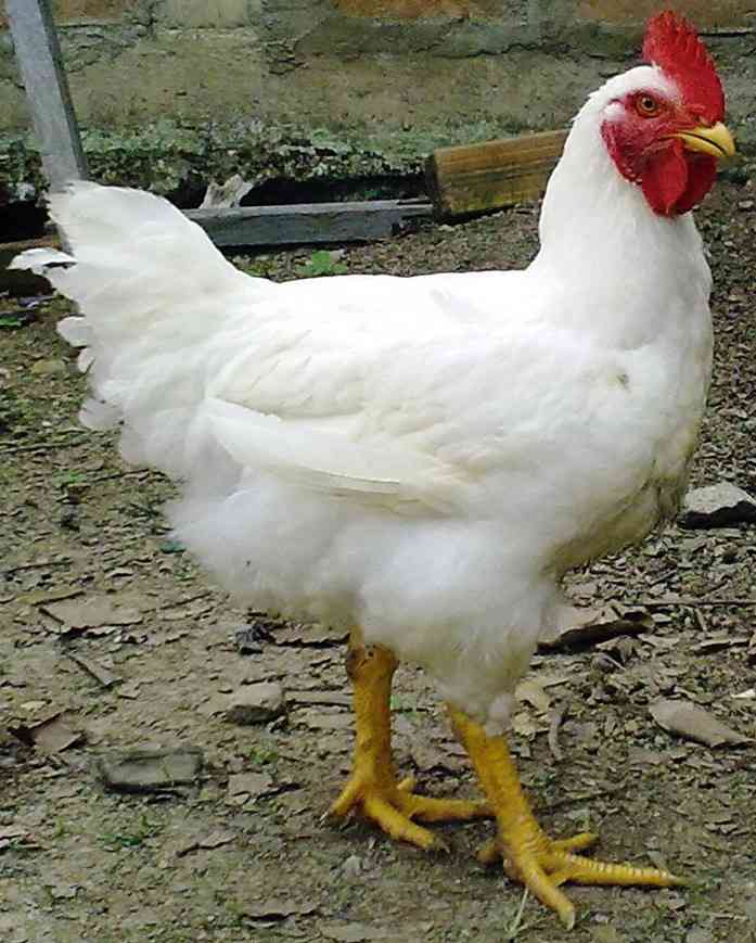 Gà công nghiệp ngon khó cưỡng, giúp giảm béo