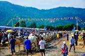 Tưng bừng Lễ hội đua bò Bảy Núi cùng Number 1 Cola