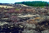 Dừng dự án phong điện ngàn tỉ để làm rõ việc 140ha rừng bị phá