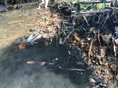 Hãi hùng con suối ở vùng thượng lưu sông Đà nghi bị đổ trộm dầu thải