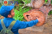 Trưng cầu giám định vụ khai thác gỗ trái phép quy mô lớn tại rừng thượng nguồn Khánh Vĩnh