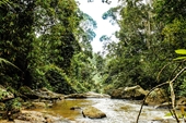 Lâm Đồng “lắc đầu” dự án do đụng quy hoạch rừng sản xuất