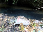 Khởi tố vụ án đổ dầu thải gây ô nhiễm nguồn nước sông Đà