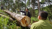 Phá rừng phức tạp tại Lâm Đồng Lãnh đạo tỉnh yêu cầu làm rõ đối tượng chủ mưu