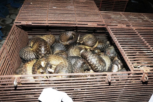 Truy tố 12 bị can buôn bán, vận chuyển 215 cá thể tê tê Java