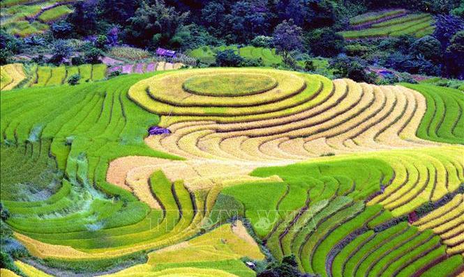 Đắm mình trong mùa vàng Bắc Yên