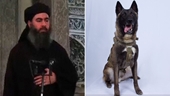 Mỹ công bố ảnh chú chó truy đuổi trùm khủng bố al Baghdadi đến đường cùng