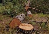 Lâm Đồng yêu cầu điều tra 2 vụ phá rừng nổi cộm