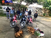 VKS phê chuẩn lệnh bắt người bị giữ trong trường hợp khẩn cấp với nhóm trộm chó