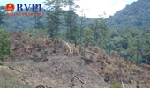 Yêu cầu điều tra vụ hơn 1,7 ha rừng tự nhiên tại Lâm Đồng bị phá