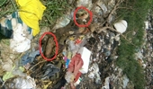 Lợn dịch tả Châu phi lấp ở bãi rác gần khu dân cư ở Thanh Hóa