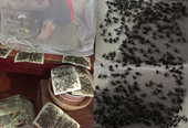 Hãi hùng cảnh ăn cơm trong màn, sống chung với ruồi do Cty Hòa Phát gây ô nhiễm