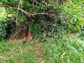 Phát hiện thi thể người bị mất đầu trong vườn điều ở Bình Phước