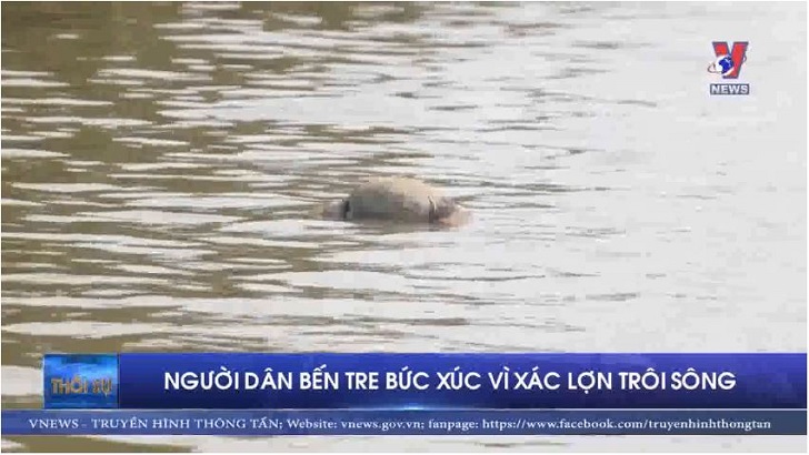 Người dân Bến Tre bức xúc vì xác lợn trôi sông