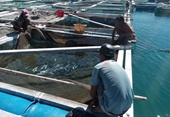Thực hư thông tin cá mập xuất hiện tại vùng biển Vĩnh Tân