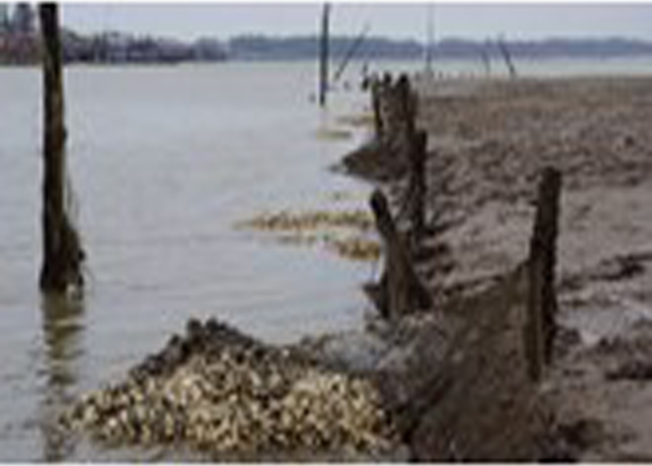 Hàng chục héc ta ngao ở Thanh Hóa chết chưa rõ nguyên nhân