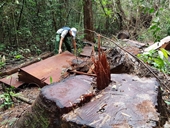 Yêu cầu điều tra vụ khai thác rừng trái phép quy mô lớn tại Đam Rông