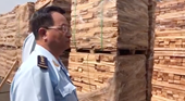 Phát hiện hơn 111 container gỗ xuất khẩu có dấu hiệu gian lận thuế