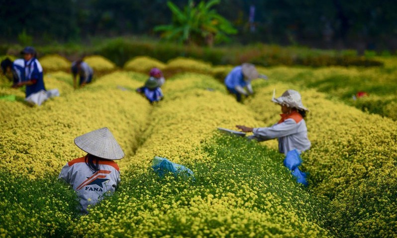 Ngất ngây sắc vàng rực rỡ của cánh đồng hoa cúc chi gần Hà Nội