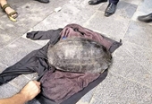 Tạm giữ nam thanh niên nghi câu trộm rùa nặng 20kg ở Hồ Gươm