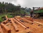 Điều tra vụ phá rừng quy mô lớn giáp ranh giữa Đắk Lắk và Khánh Hòa