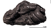 Tiết lộ bất ngờ về người tiền sử từ miếng keo cao su 5 700 năm tuổi