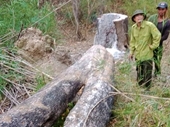 Lâm tặc lại vào Vườn quốc gia cưa hạ gỗ quý sau vụ chém Kiểm lâm