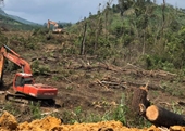 Khởi tố vụ án hủy hoại 24 900m2 rừng ở Lâm Đồng