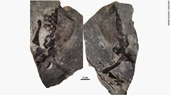 Phát hiện hóa thạch mẹ con thằn lằn 300 triệu năm tuổi