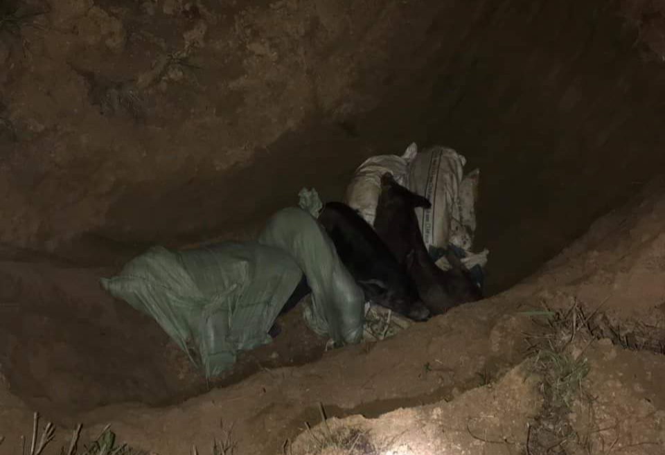 Hãi hùng xe khách chở cả đàn lợn bị lở mồm long móng