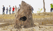 Phát hiện khảo cổ chấn động Bãi cọc gỗ gần 1 000 năm tuổi - lắng hồn núi sông