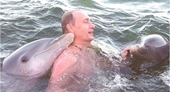 Tổng thống Putin gây bão khi mình trần bơi cùng cá heo trên biển