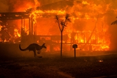 Thảm họa cháy rừng ở Úc 23 người chết, gần nửa tỉ động vật bị ảnh hưởng
