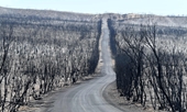Thảm cảnh chết chóc sau cháy rừng trên đảo Kangaroo, Úc